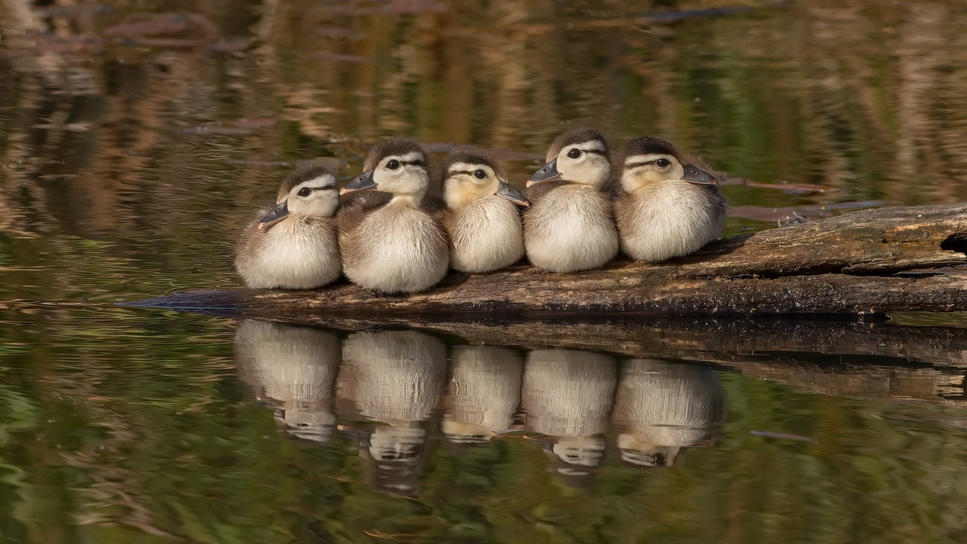 高原雄鹰啄伤斑马军团，无名小卒哈弗茨的封神之战