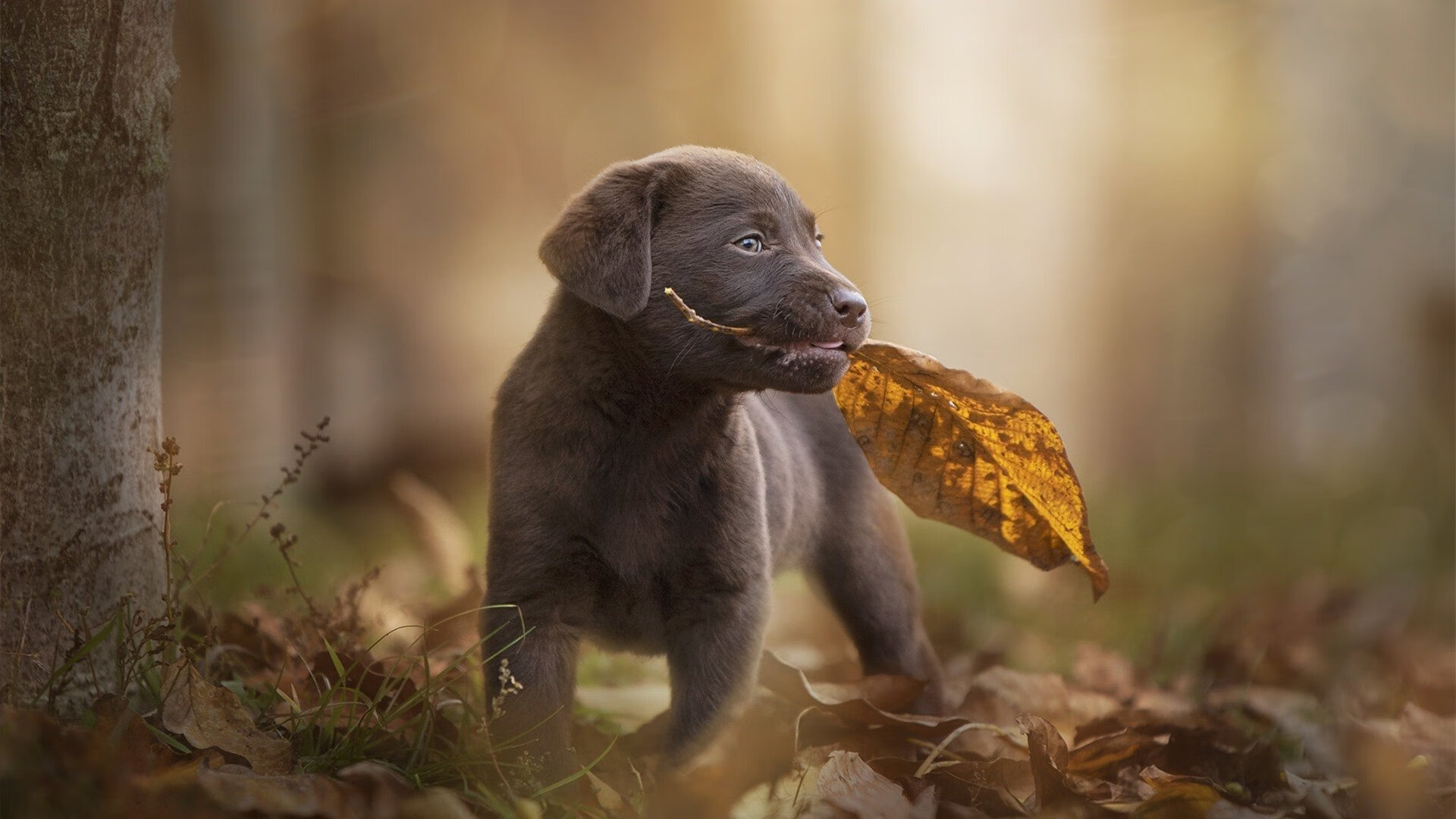 星际篮球启示录，切特41分击穿次元壁，快船20分终结辽篮卫冕悬念