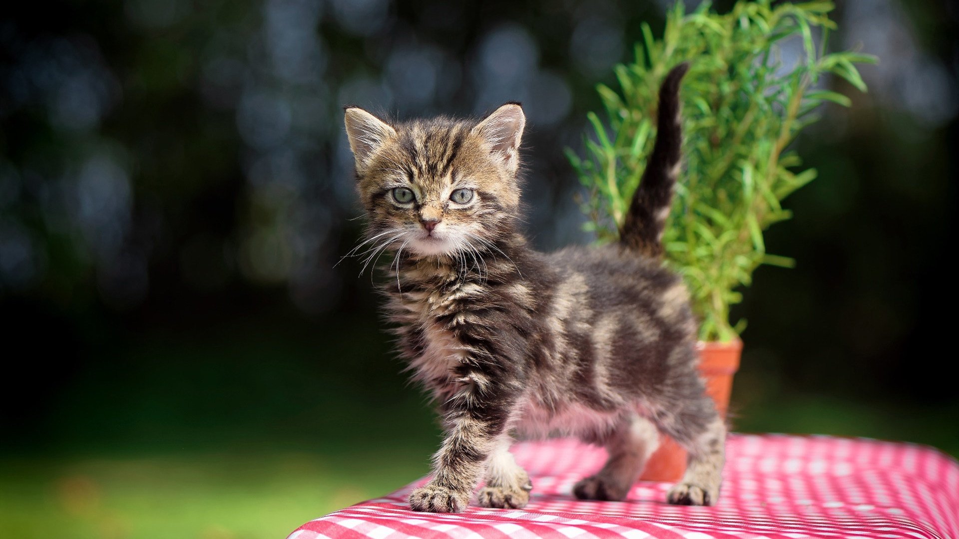 地球最强对决!森林狼vs广厦,字母哥在不可能的赛场刷新纪录