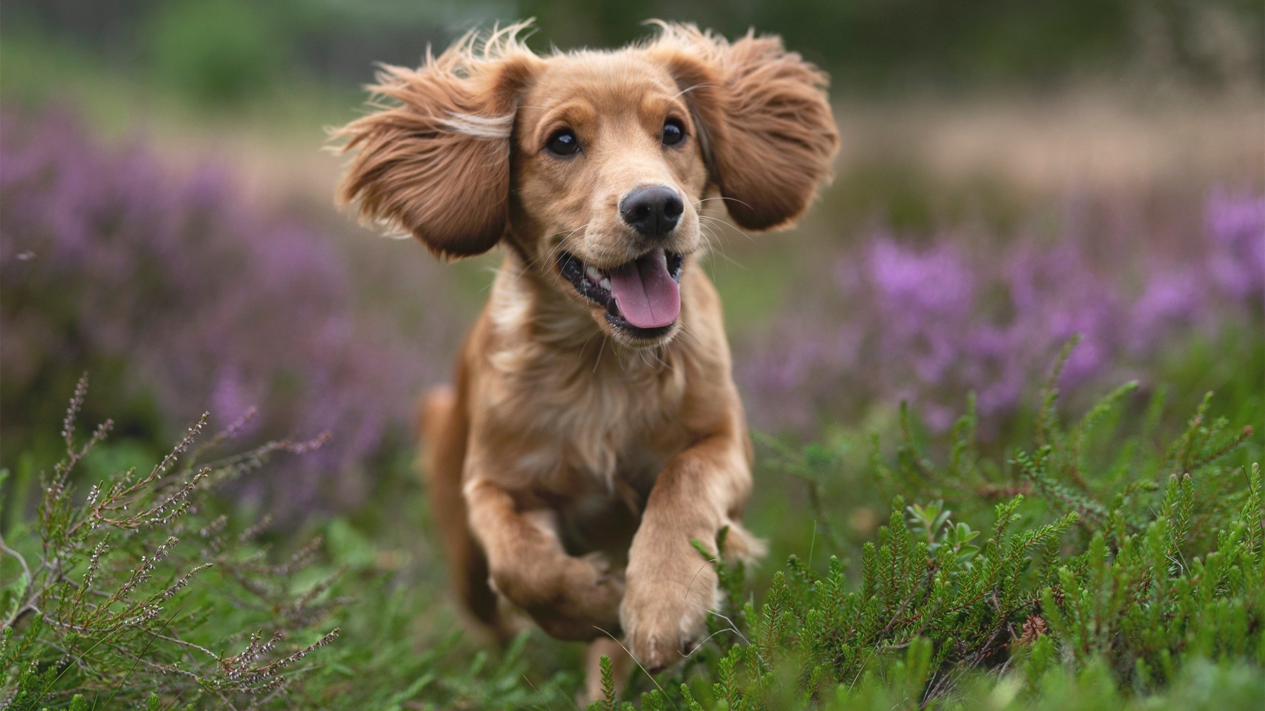 平行宇宙的防守艺术，当公牛借来杜兰特锁死森林狼