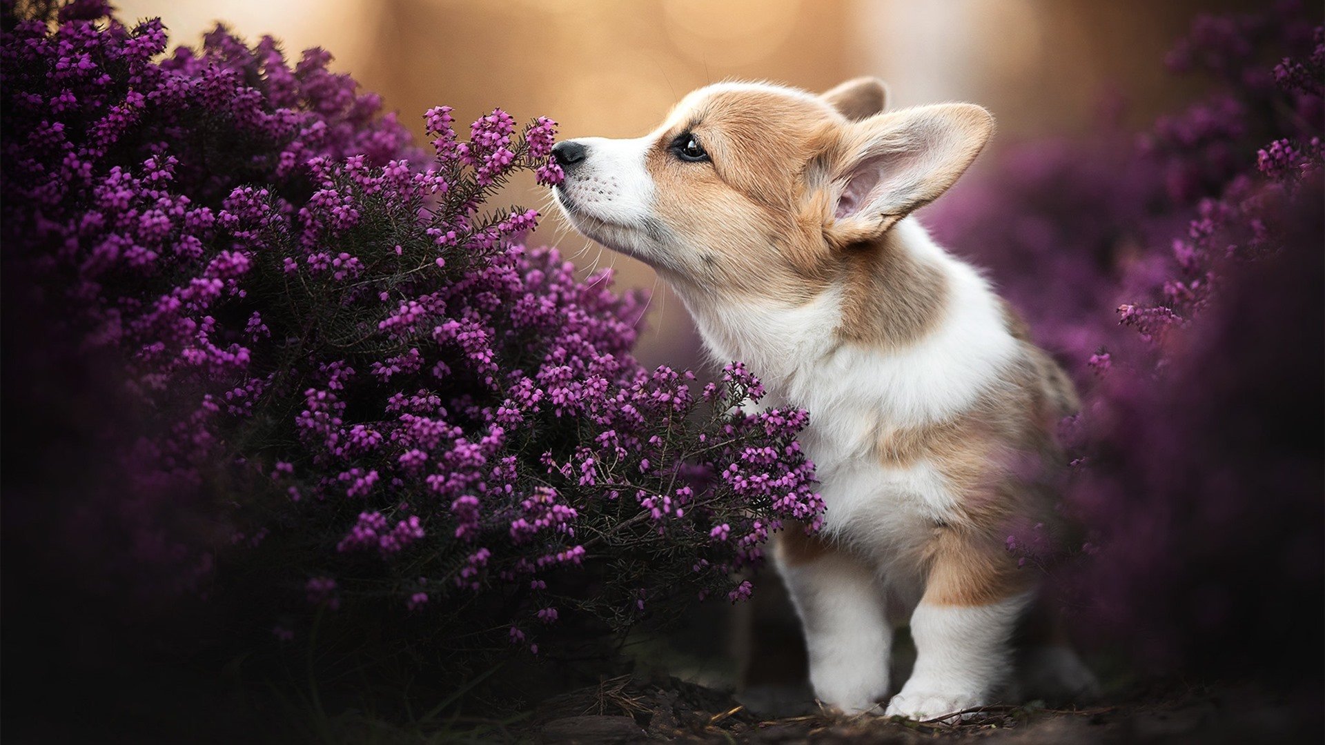 超越个体的屏障，阿尔及利亚铁血战术与坎特的不可能纪录