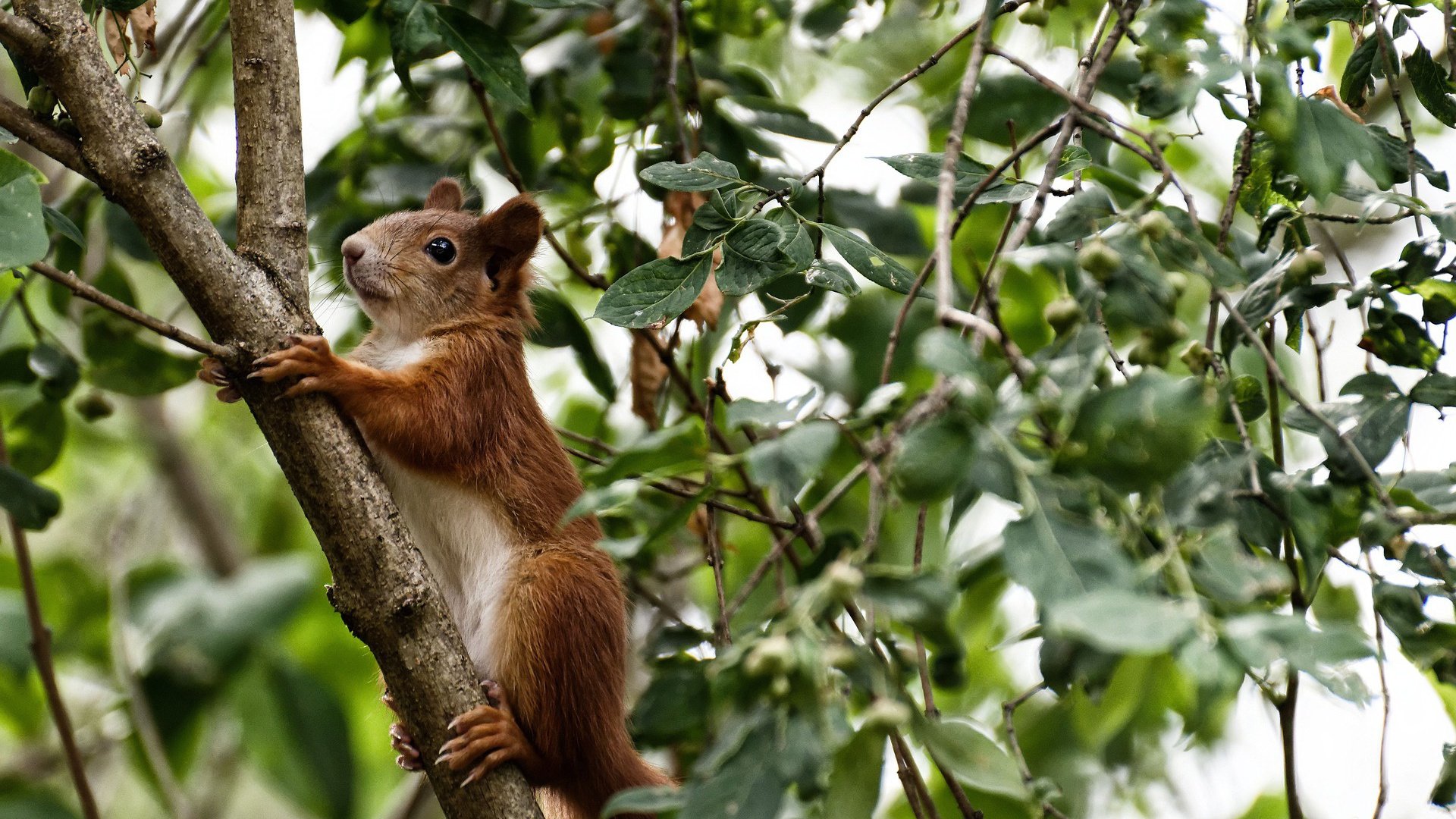 棋盘与钢铁洪流,奥运节点前,凯尔特人哲学如何冲垮浙江盾牌