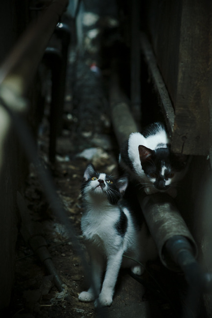 欧冠夜的血拼,恩昆库世界级表现接管比赛,莱比锡红牛力克拉齐奥撼动排名格局