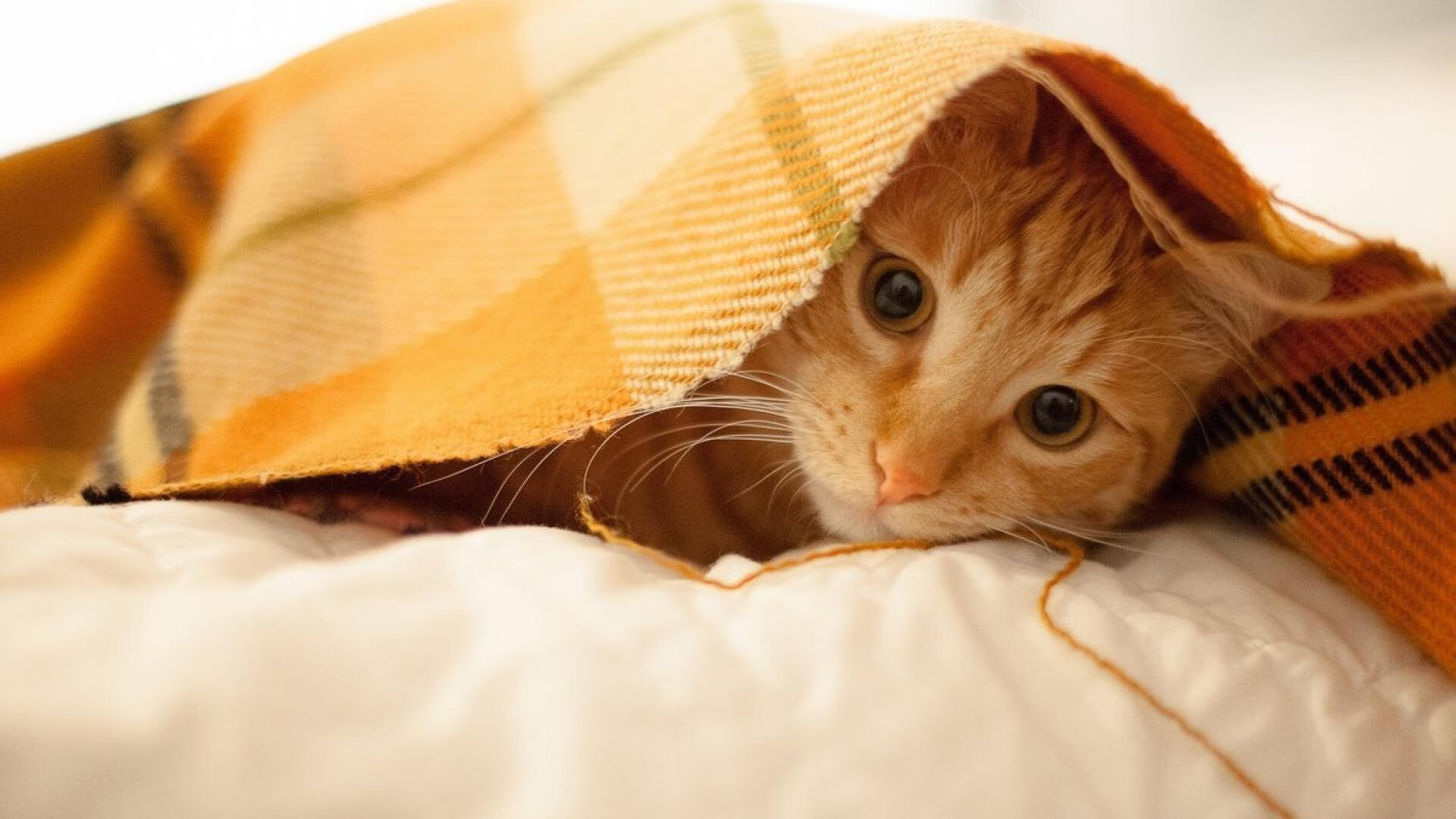 剑指巴黎，凯塞多绝杀比利亚雷亚尔，墨西哥奥运周期关键战救世主诞生