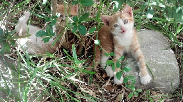 神级绝杀！末节狂追14分逆转 这场奥运席位关键战太炸裂