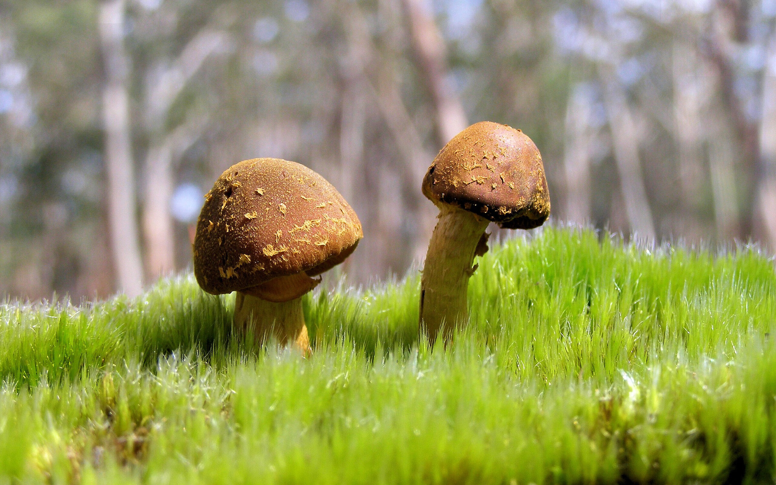 维京战吼与安魂曲，乌克兰奇迹之夜与加维的英雄交响曲