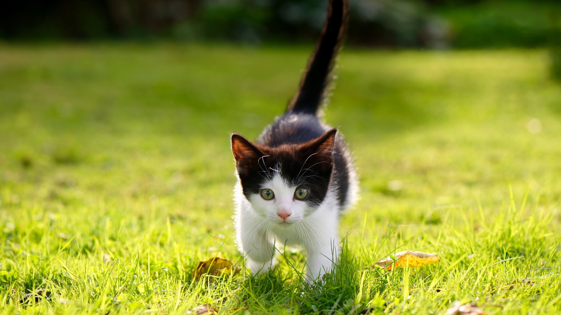 霍勒迪末节狂飙17分，死神镰刀挥向亚特兰大
