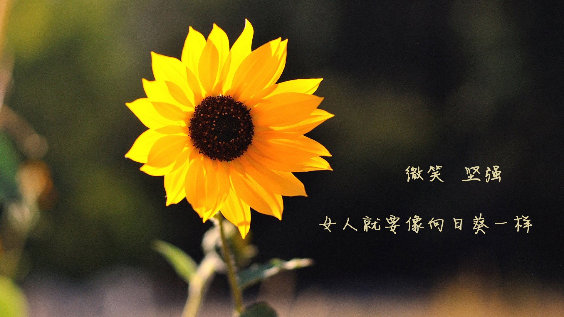 多特蒙德对阵毕尔巴鄂，唯有卡马文加，是绿茵场上恒定的中场心率