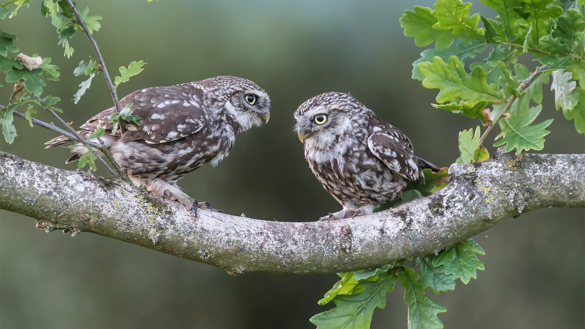 唯一性之夜，广厦铁血封爵士，乔治神之接管引爆全球排名战