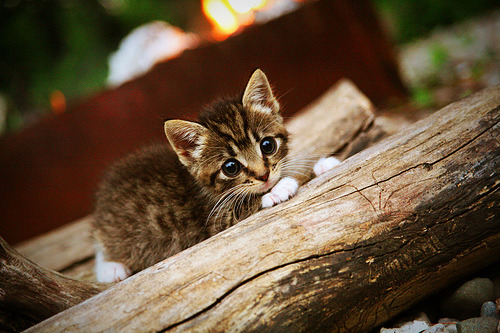 苏醒的火山，皮克在暴雨中，将加勒比的日光彻底淹没