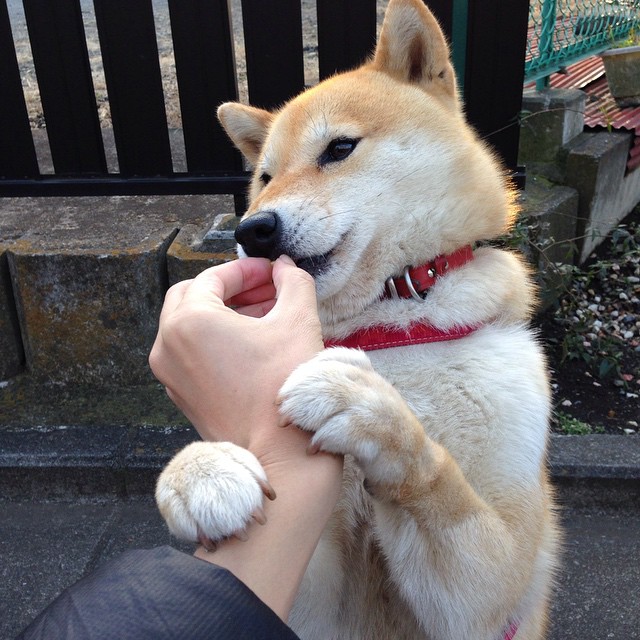 时钟滴答，霍勒迪指尖终结悬念—灰熊单节轰出11分差定乾坤