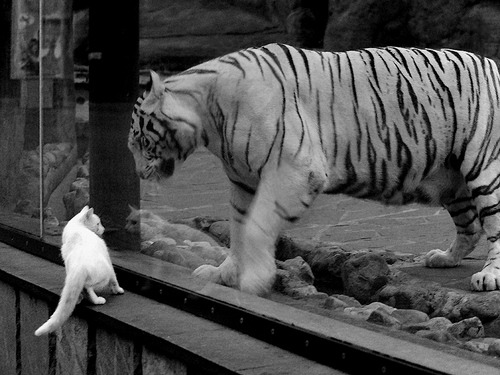 里昂碾压秘鲁，赖斯在世界排名争夺战中接管比赛