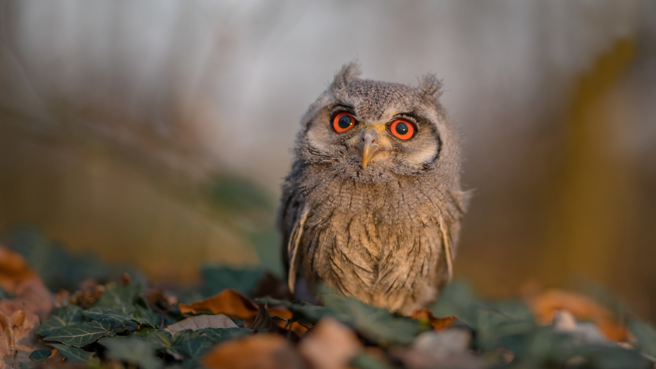 硬解时代！爱德华兹扛旗破局，广东铁壁合围粉碎魔术迷阵