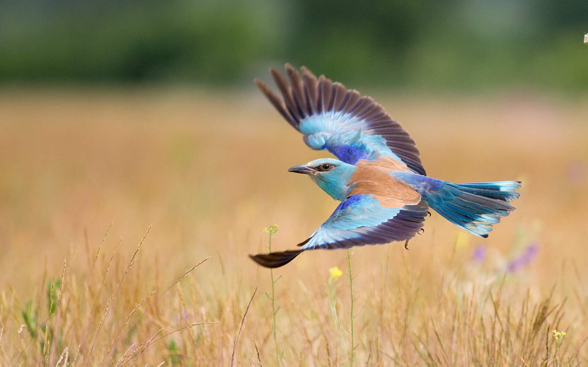 利拉德时间，跨越大洋的致命哨响，当辽宁钢铁防线遭遇撕裂机器