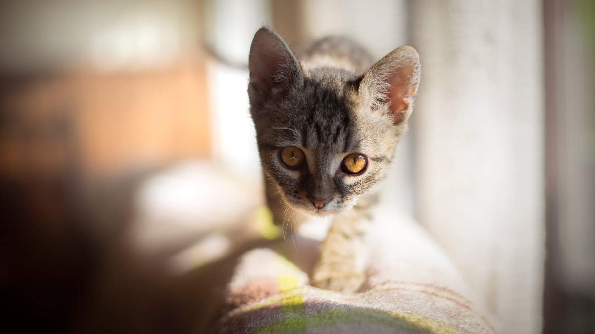 手术刀与琴弦，阿劳霍如何用一次拦截，切开非洲杯的夜幕