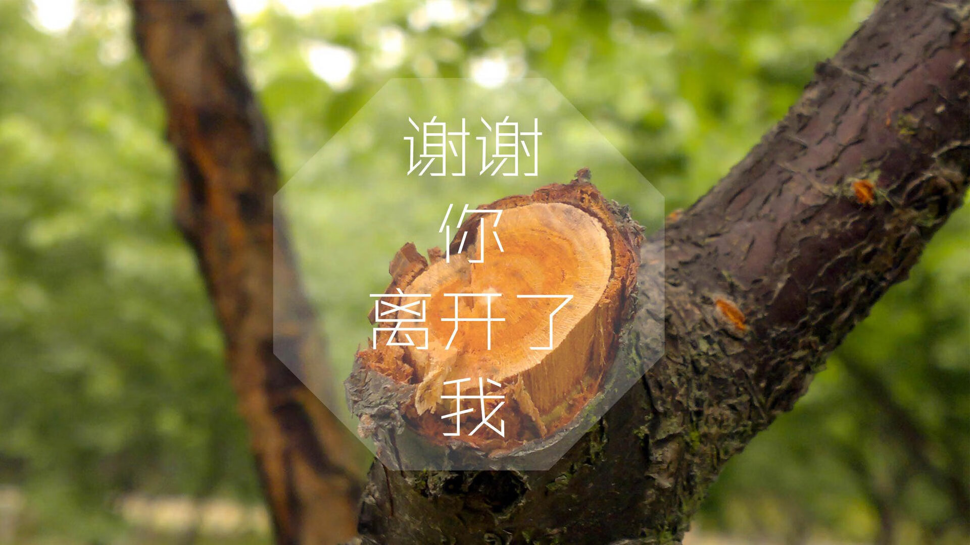 橙衣长城,一夫当关,范戴克如何用唯一性定义2026世界杯的史诗级战役