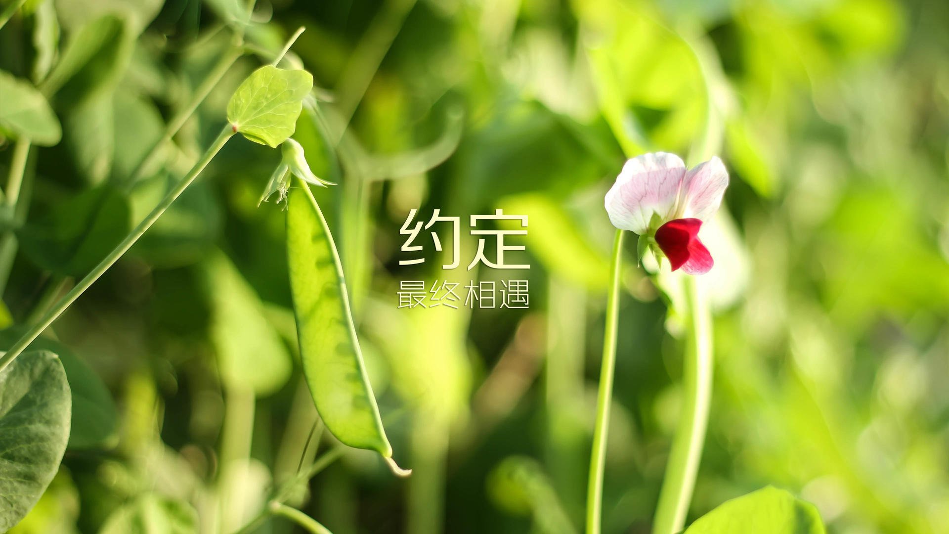 冰与火的终章,2026,当维京战吼撕裂安第斯山脉,凯恩在废墟上加冕