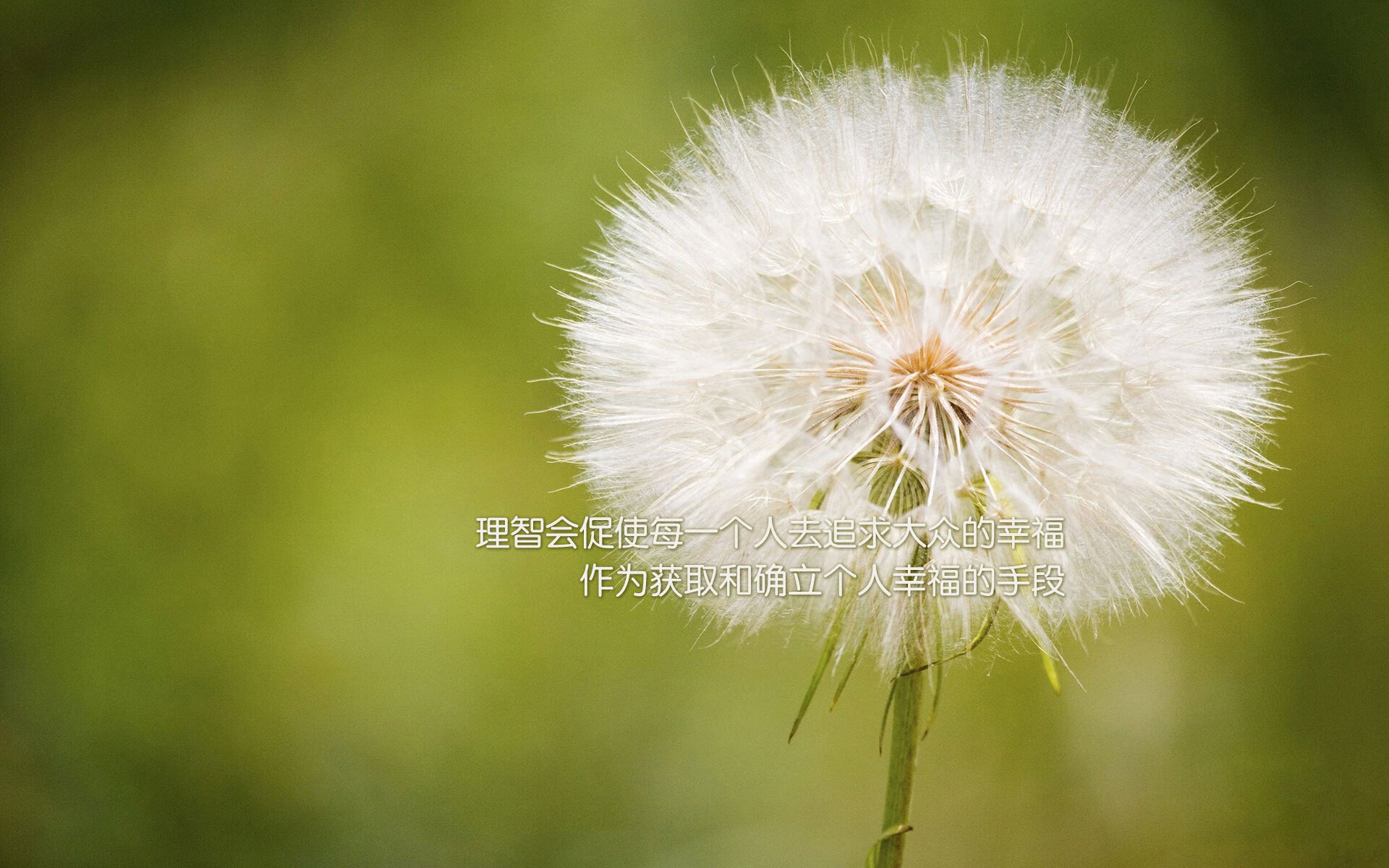 暗夜图腾,齐耶赫点燃冰与火之歌,罗马尼亚在2026世界杯E组书写唯一逆转神话